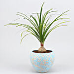 /images/pr/l/v20210128182258/nolina-palm-plant-in-sky-blue-ceramic-pot_2.jpg