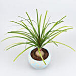 /images/pr/l/v20210128182259/nolina-palm-plant-in-sky-blue-ceramic-pot_3.jpg