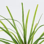 /images/pr/l/v20210128182259/nolina-palm-plant-in-sky-blue-ceramic-pot_4.jpg