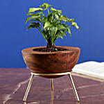 Wooden Stand Planter for Cred