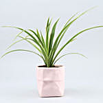 /images/pr/l/v20210326090424/spider-plant-in-sack-shaped-pot_2.jpg