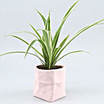 /images/pr/l/v20210326090425/spider-plant-in-sack-shaped-pot_3.jpg