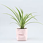 /images/pr/l/v20210326090425/spider-plant-in-sack-shaped-pot_4.jpg