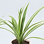/images/pr/l/v20210326090425/spider-plant-in-sack-shaped-pot_5.jpg