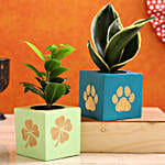 Milt Sansevieria Ficus Compacta Plant Combo In Wooden Pots