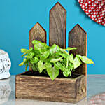 Syngonium Plant Duo In Mango Wood Planter