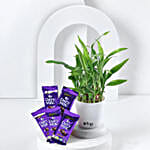 Two Layer Bamboo Plant Dairy Milk Combo Hand Delivery