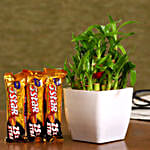 Bamboo Plant Cadbury 5 Star Combo Hand Delivery
