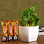 Bamboo Plant And Cadbury 5 Star Combo