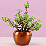 Online Jade Plant for Home Décor