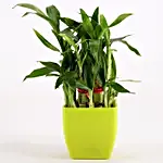 /images/pr/l/v20210712181941/2-layer-bamboo-plant-in-green-melamine-pot_2.jpg