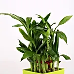 /images/pr/l/v20210712181942/2-layer-bamboo-plant-in-green-melamine-pot_5.jpg