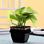 Cute Indoor Plant Online
