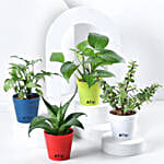 Combo of 4 Indoor Plants Online