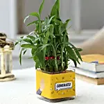 bamboo plant for congratulations