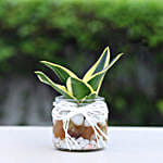 Milt Sansevieria Mason Jar Terrarium