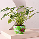 /images/pr/l/v20221013194136/philodendron-plant-green-floral-print-pot_1.jpg