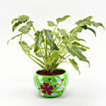 /images/pr/l/v20221013194137/philodendron-plant-green-floral-print-pot_4.jpg
