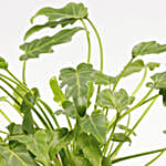/images/pr/l/v20221013194138/philodendron-plant-green-floral-print-pot_5.jpg