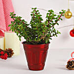 /images/pr/l/v20221206190655/jade-plant-festive-pot_1.jpg