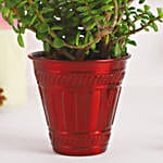 /images/pr/l/v20221206190655/jade-plant-festive-pot_3.jpg