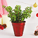 /images/pr/l/v20221206190655/jade-plant-festive-pot_4.jpg