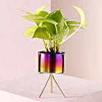 Golden Money Plant In Colourful Mesmerising Pot