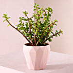 Jade Plant In Tropical Pot