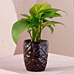 Money Plant Metallic Touch Pot