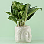 /images/pr/l/v20221229191936/aglaonema-osaka-plant-in-zen-buddha-head-pot_2.jpg