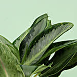 /images/pr/l/v20221229191936/aglaonema-osaka-plant-in-zen-buddha-head-pot_3.jpg