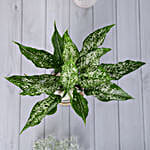 /images/pr/l/v20230121180412/green-aglaonema-plant-in-pebbled-jar_3.jpg