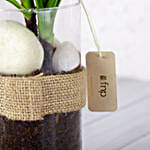 /images/pr/l/v20230121180412/green-aglaonema-plant-in-pebbled-jar_6.jpg