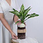 /images/pr/l/v20230121180413/green-aglaonema-plant-in-pebbled-jar_7.jpg