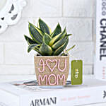 Luck N Love For Mom Milt Sanseveiria Plant Pot