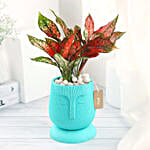 /images/pr/l/v20230414161729/green-aglaonema-in-green-planter_2.jpg