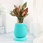 /images/pr/l/v20230414161730/green-aglaonema-in-green-planter_4.jpg