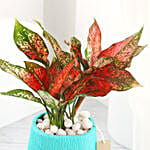 /images/pr/l/v20230414161730/green-aglaonema-in-green-planter_5.jpg