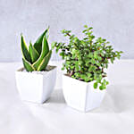 /images/pr/l/v20230531114606/plants-and-fruity-delights_8.jpg