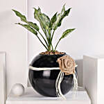 /images/pr/l/v20230703205907/green-aglaonema-bloom-in-fish-bowl_2.jpg