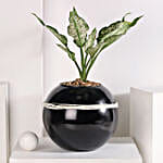 /images/pr/l/v20230703205907/green-aglaonema-bloom-in-fish-bowl_3.jpg