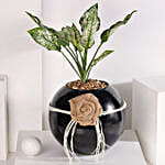 /images/pr/l/v20230703205910/green-aglaonema-bloom-in-fish-bowl_6.jpg