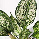 /images/pr/l/v20230703205912/green-aglaonema-bloom-in-fish-bowl_8.jpg