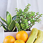 /images/pr/l/v20230720162524/plants-and-fruity-delights_4.jpg
