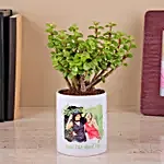 Jade Plant in a White Ceramic Pot