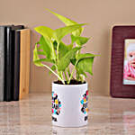 /images/pr/l/v20230724155211/money-plant-in-a-white-color-ceramic-pot_3.jpg