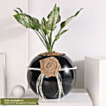 /images/pr/l/v20230802124946/green-aglaonema-bloom-in-fish-bowl_1.jpg