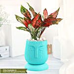 /images/pr/l/v20230802124946/green-aglaonema-in-green-planter_1.jpg