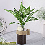 /images/pr/l/v20230802124947/green-aglaonema-plant-in-pebbled-jar_1.jpg