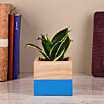/images/pr/l/v20230909170113/sansevieria-plant-in-two-toned-mango-wood-pot_1.jpg